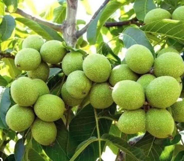 تولید و فروش نهال پیوندی و غیر پیوندی اصلاح شده بهمن پور در قزوین